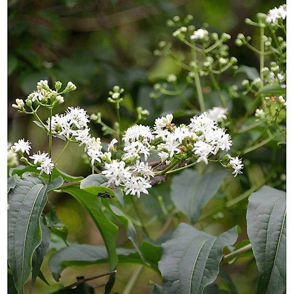 Sieben Söhne des Himmels Strauch Tianshan 40-60cm - Heptacodium miconioides günstig online kaufen