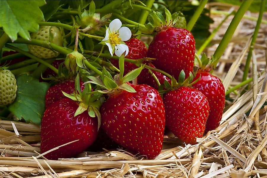 Pflanzen für Dich Obstpflanze Fragaria vesca Ostara, 1 St., Erdbeere, Walde günstig online kaufen