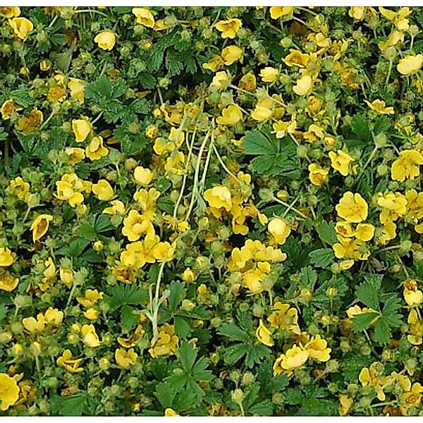 Frühlingsfingerkraut Nana - Potentilla neumanniana günstig online kaufen