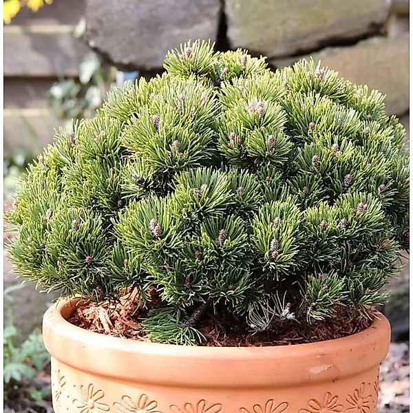 Zwerg Kiefer Picobello 20-25cm - Pinus mugo günstig online kaufen