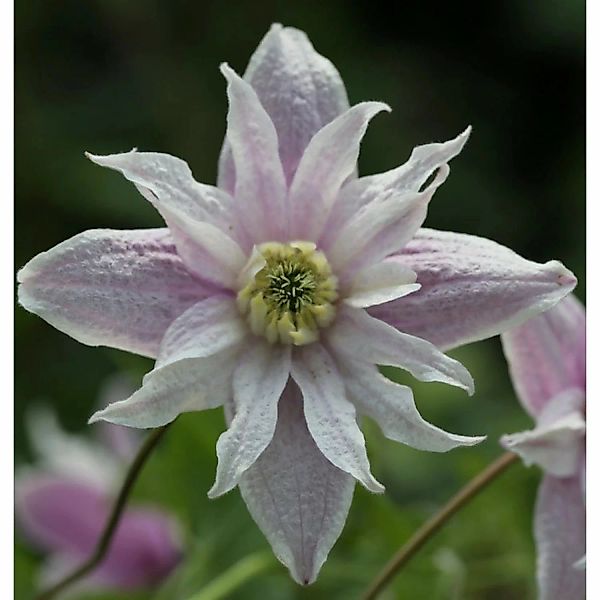 Frühe Alpen Waldrebe Rosy o Grady 60-80cm - Clematis macropetala günstig online kaufen