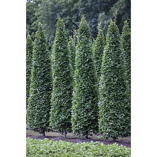 Carpinus Betulus Fastigiata Hainbuche Säulenförmig 80–100 cm günstig online kaufen