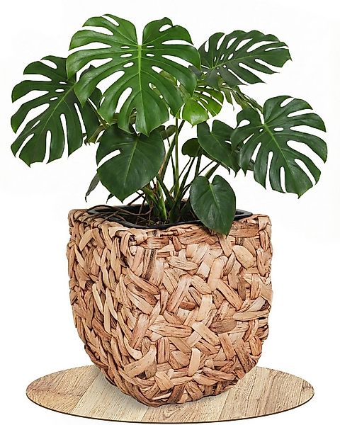 VIVANNO Pflanzkübel Wasserhyazinthe WILD Würfel - Natur Geflochten (1 St), günstig online kaufen