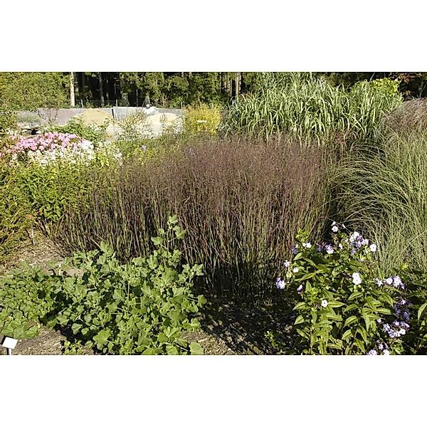 Panicum Virgatum Heiliger Hain Rutenhirse Ca. 9x9 cm Topf günstig online kaufen