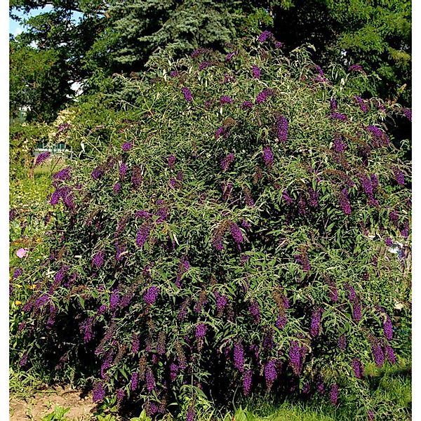 Sommerflieder Butterfly Tower 80-100cm - Buddleja günstig online kaufen