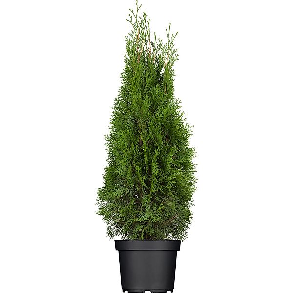 Lebensbaum Smaragd Set à 24 Stück Höhe ca. 60 - 80 cm Thuja occidentalis günstig online kaufen