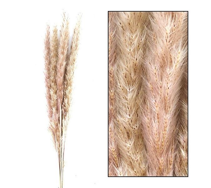 Trockenblume Fluffiges Pampasgras light rose 24 Stiele ca. 60cm, meinvipsho günstig online kaufen
