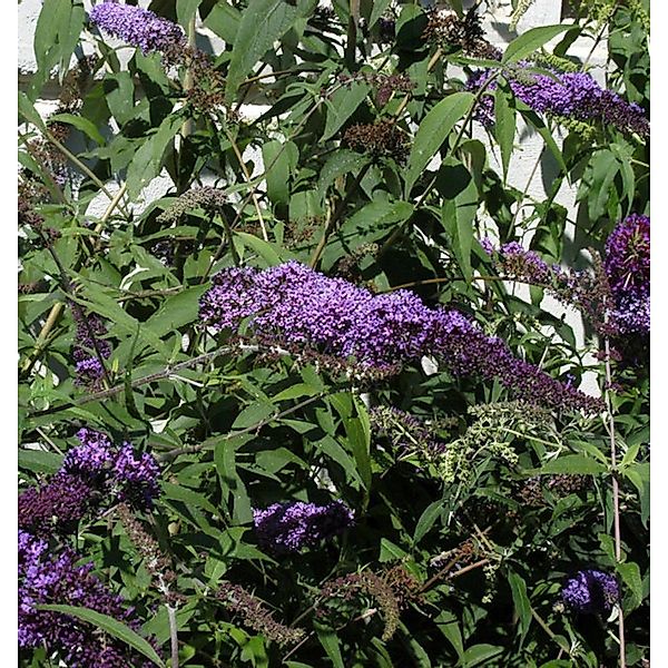 Sommerflieder Ile de France 60-80cm - Buddleja günstig online kaufen