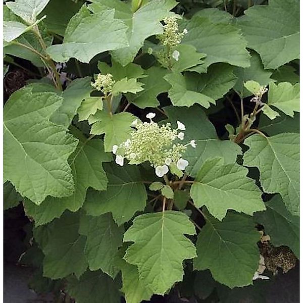 Eichenblättrige Hortensie Burgundy 40-60cm - Hydrangea quercifolia günstig online kaufen