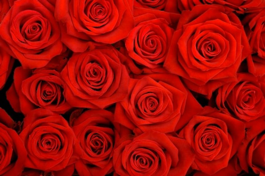 Papermoon Fototapete »Red Roses« glatt günstig online kaufen