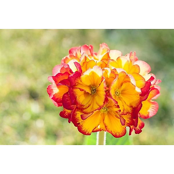 Primula Veris Schlüsselblume Sunset Shades Ca. 9x9 cm Topf günstig online kaufen
