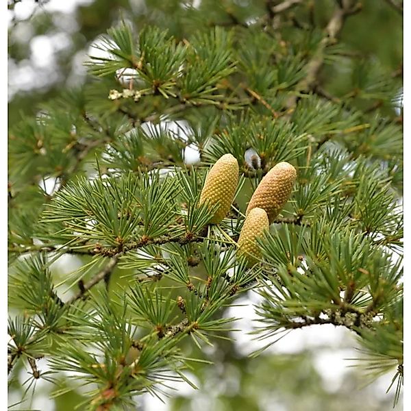 Libanon-Zeder 80-100cm - Cedrus,ibani günstig online kaufen