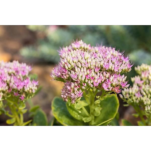 Sedum Spectabile Carmen Prächtige Fetthenne Ca. 11x11 cm Topf günstig online kaufen
