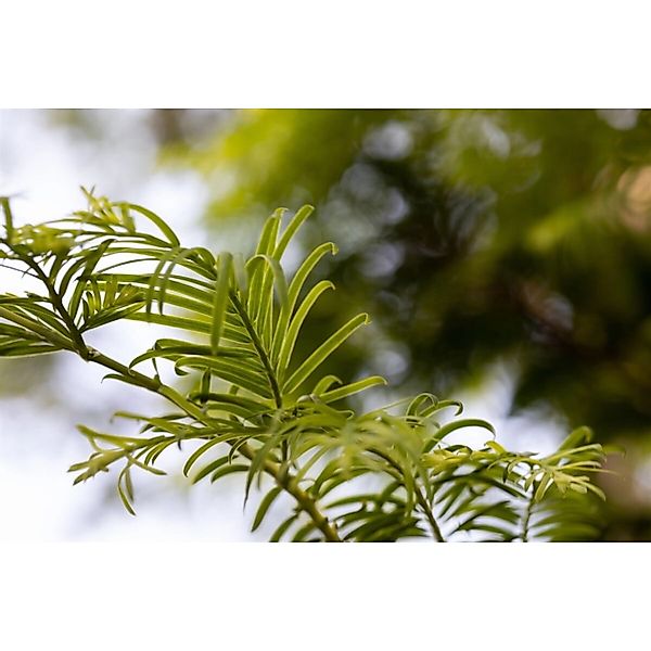 Metasequoia Glyptostroboides Hamlets Broom 40–50 cm Zwergmammutbaum günstig online kaufen