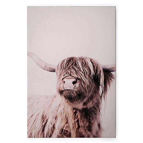 Bricoflor Bild Leinwand Schottisches Hochlandrind Weiß Beige Kuh Wandbild I günstig online kaufen