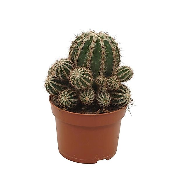 Exotenherz Kaktus Bauernkaktus Echinopsis cv. haku-jo maru 10,5cm Topf günstig online kaufen