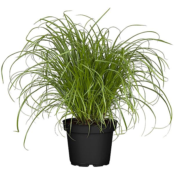 Katzengras Zumula Höhe ca. 10-20 cm Topf-Ø 12 cm Cyperus alternifolius zumu günstig online kaufen