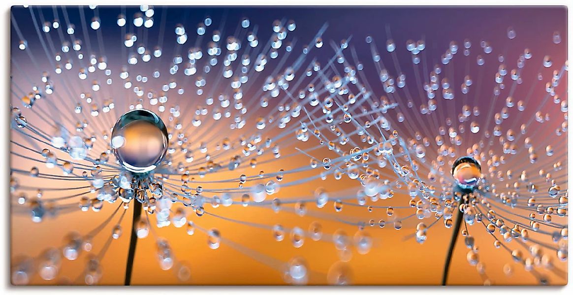 Artland Leinwandbild "Pusteblumen Tautropfen" Blumenbilder 1 Stk. tlg. als günstig online kaufen