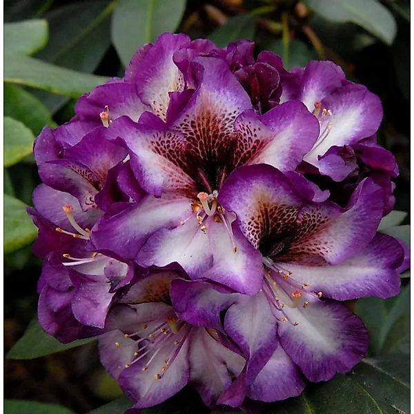 INKARHO - Großblumige Rhododendron Gunter Dinger 25-30cm - Alpenrose günstig online kaufen