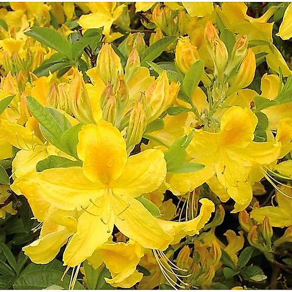 Hochstamm Azalee Goldtopas 60-80cm - Rhododendron luteum - Alpenrose günstig online kaufen