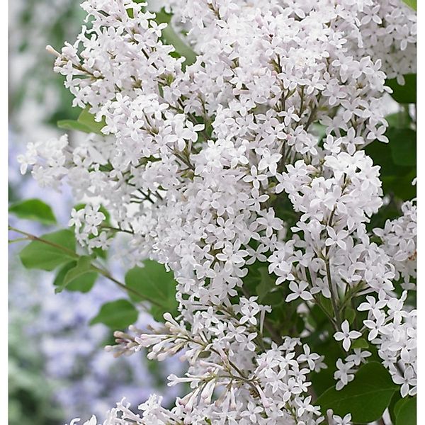 Hochstamm Zwergflieder FlowerfestaWhite 80-100cm - Syringa günstig online kaufen