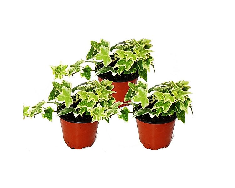 Exotenherz Zimmerpflanze Hedera helix 3er Set weißbuntes Laub 9cm Topf günstig online kaufen
