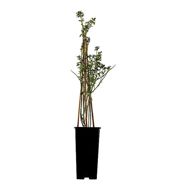 Winter-Jasmin Gelb Höhe ca. 30 - 40 cm Topf ca. 2 l Jasminum günstig online kaufen