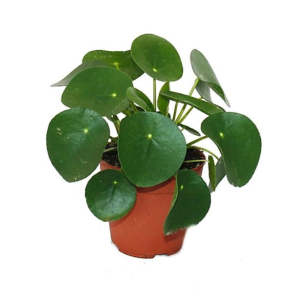 Exotenherz Zimmerpflanze Pilea peperomioides Glückstaler Chinesischer Geldb günstig online kaufen