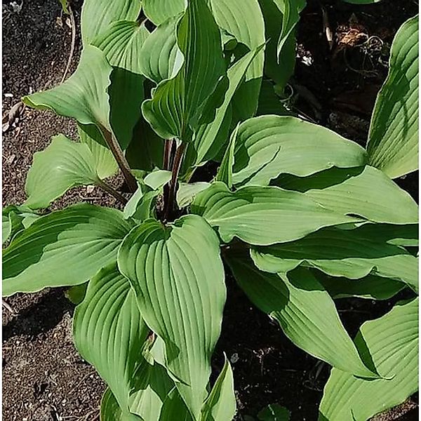 Lanzenblattfunkie Red October - Hosta,ancifolia günstig online kaufen