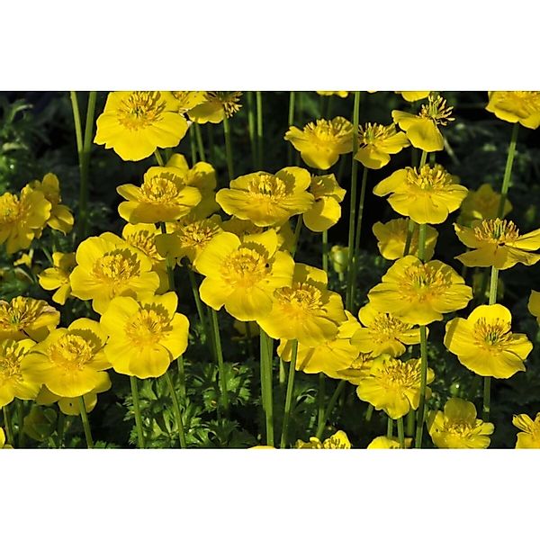 Trollius Pumilus Zwerg Trollblume Ca. 9x9 cm Topf günstig online kaufen