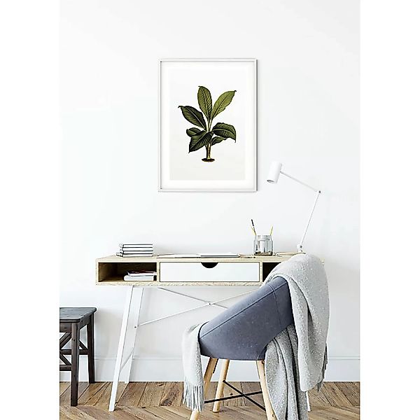 KOMAR Wandbild - Elastica Leaf - Größe: 50 x 70 cm mehrfarbig Gr. one size günstig online kaufen