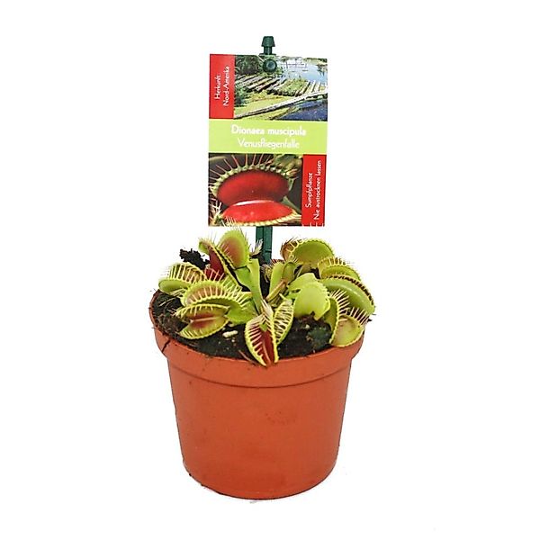 Exotenherz Zimmerpflanze Venusfliegenfalle - Dionaea muscipula - 9cm Topf günstig online kaufen