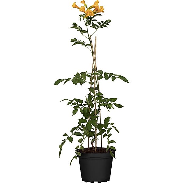 GROW by OBI Klettertrompete Summer Jazz Gold Gelb H ca. 60 - 100 cm Topf ca günstig online kaufen