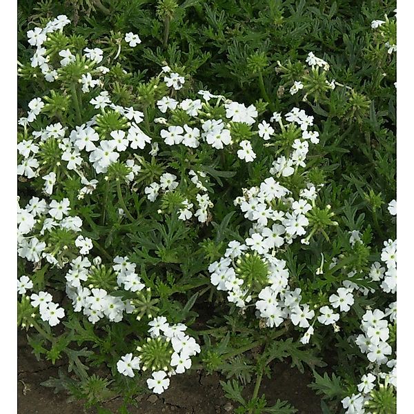 Eisenkraut White Spires - Verbena hastata günstig online kaufen