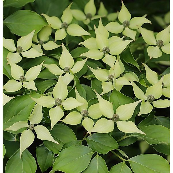 Chinesischer Blumenhartriegel 60-80cm - Cornus kousa günstig online kaufen