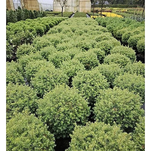 Kugel-Lebensbaum Forever Young 40-50cm - Thuja occidentalis günstig online kaufen