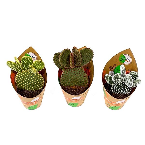 GROW by OBI Feigenkaktus Mix 3-fach sortiert Topf-Ø ca. 8,5 cm Opuntia günstig online kaufen