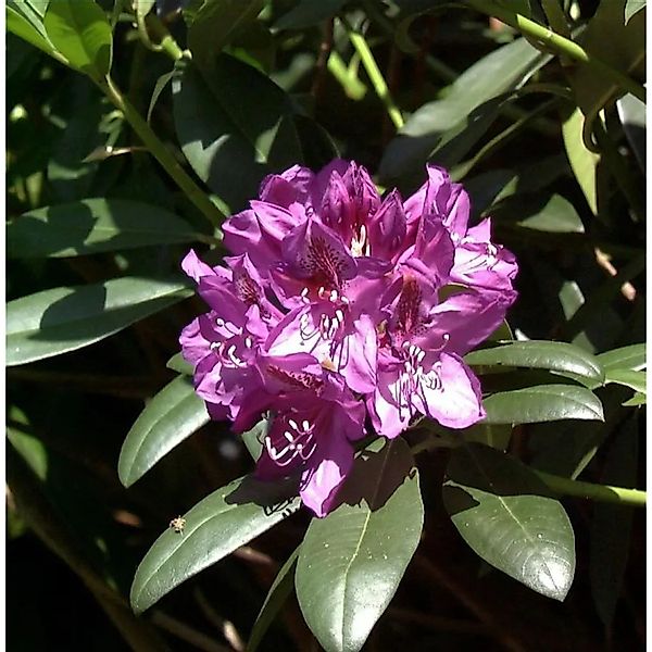 Großblumige Rhododendron Blue Print 25-30cm - Alpenrose günstig online kaufen