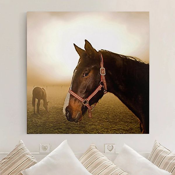 Leinwandbild Tiere - Quadrat Early Horse günstig online kaufen