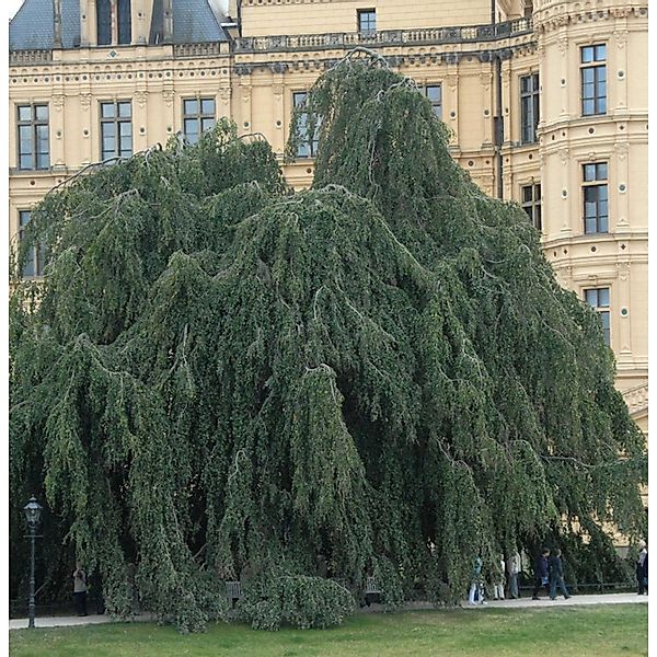 Trauer Hängebuche 80-100cm - Fagus sylvatica Pendula günstig online kaufen