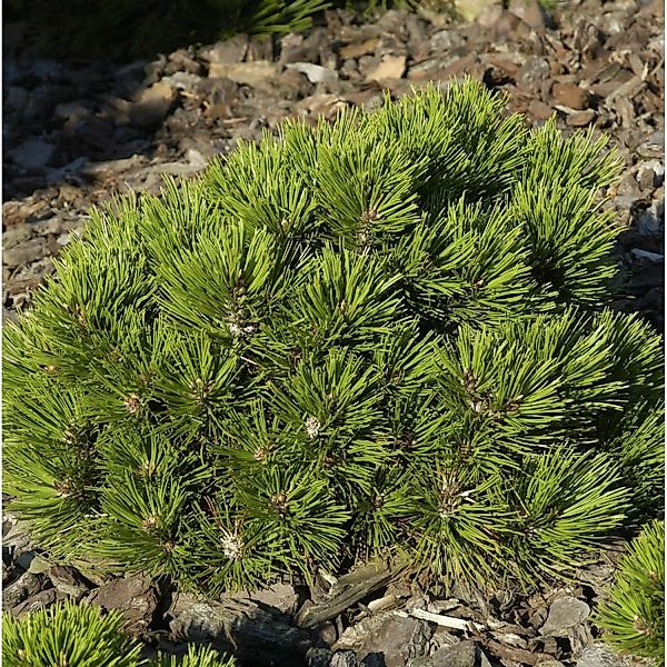 Zwerg Schlangenhaut Kiefer Schmidt 20-25cm - Pinus leucodermis günstig online kaufen