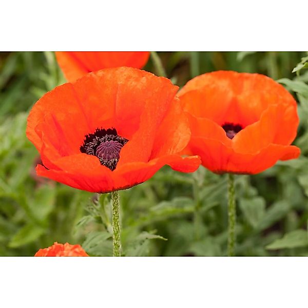 Papaver Orientale Nana Allegro Türkischer Mohn Ca. 11x11 cm Topf günstig online kaufen