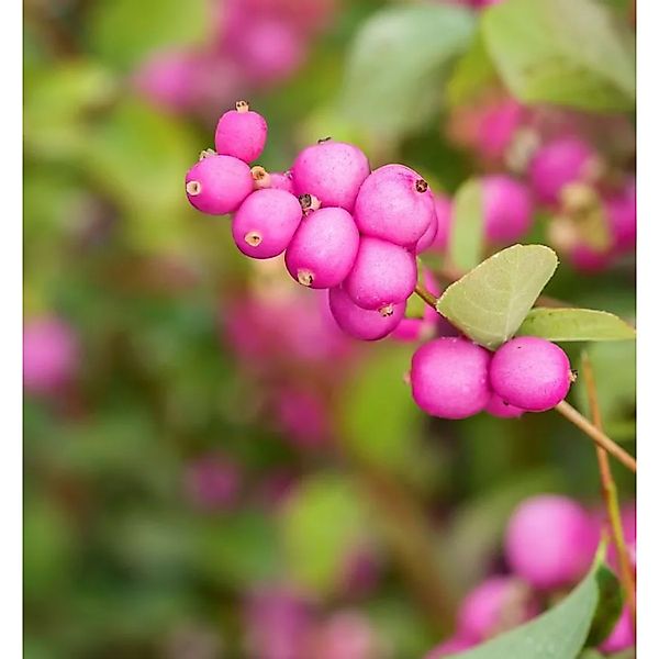 Schneebeere Symphonie Rumble 60-80cm - Symphoricarpos günstig online kaufen