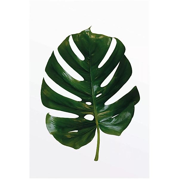 Komar Poster »Monstera Leaf«, Pflanzen-Blätter, (1 St.) günstig online kaufen