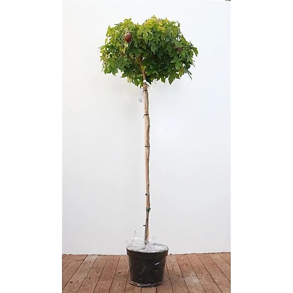 Liquidambar Styraciflua Gumball Amberbaum 150 cm Stammhöhe günstig online kaufen