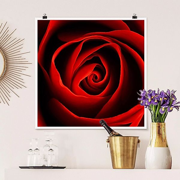 Poster Blumen - Quadrat Liebliche Rose günstig online kaufen