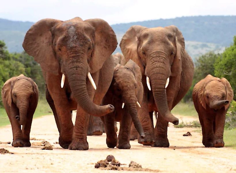 Papermoon Fototapete »African Elephant Herd« günstig online kaufen
