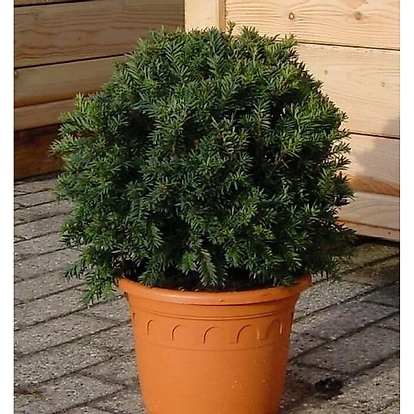 Kugelschnitt Dunkle Straucheibe Schwarzgrün 20-25cm - Taxus baccata günstig online kaufen