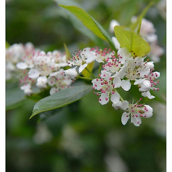 Apfelbeere 60-80cm - Aronia melanocarpa günstig online kaufen