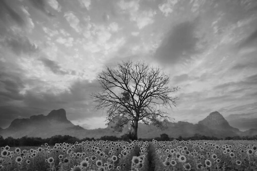 Papermoon Fototapete »Sonnenblumenfeld mit Baum Schwarz & Weiß« günstig online kaufen